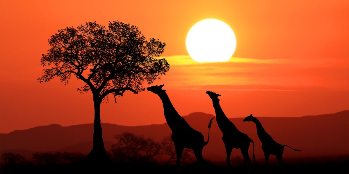 Africa's Economic Renaissance: Harnessing Resources and Digital Revolution